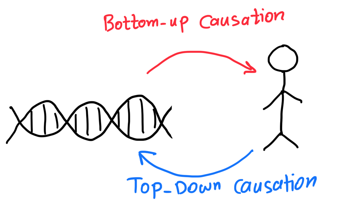 bi-directional-causation